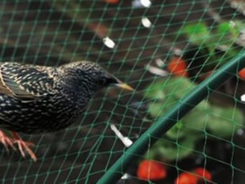Anti-Bird Netting
